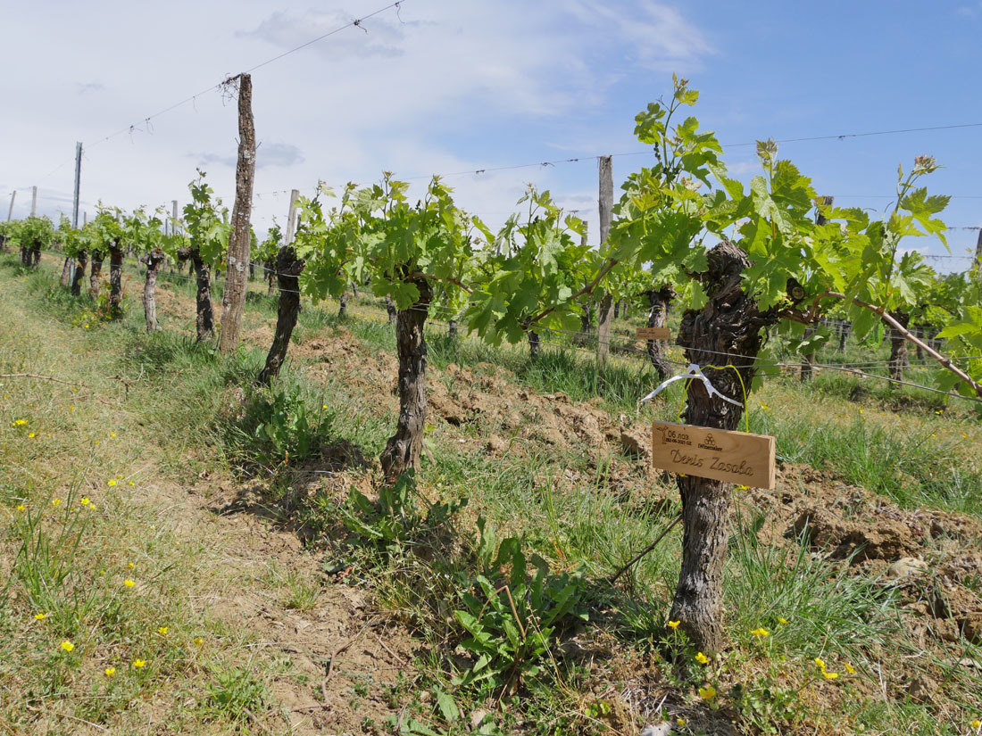 Виноградник на урожай